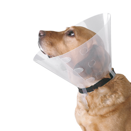BUSTER Clic Collar ¨C 100% PE